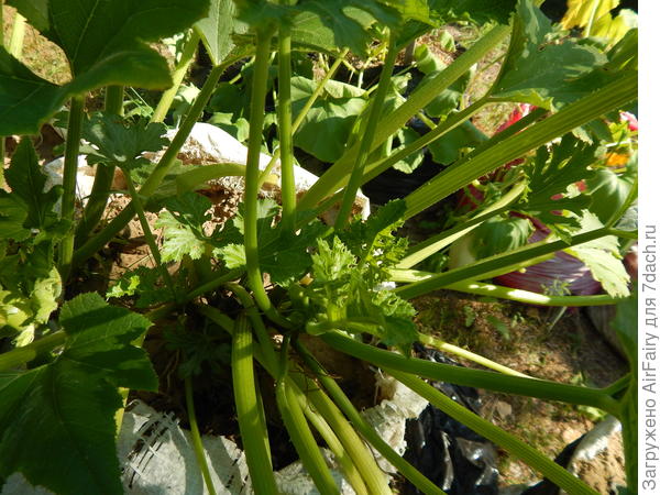 Снятие плодов и обрезка стимулирует новый рост, 17 августа