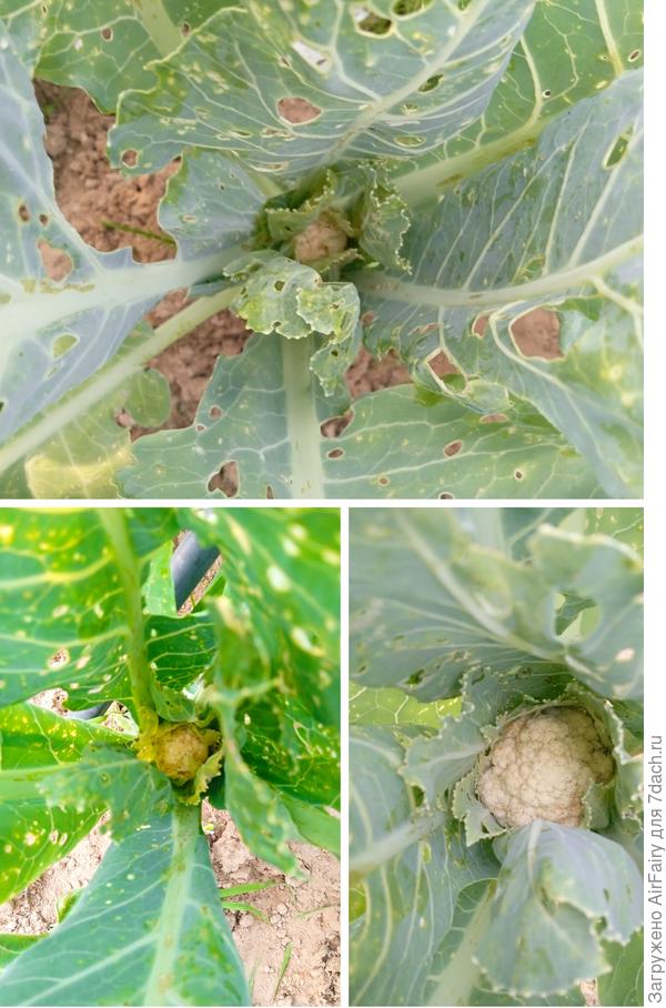 Капуста цветная 'Лапландия', 27 июля