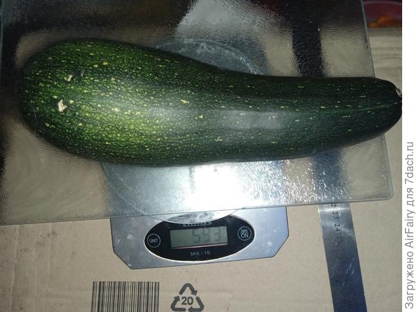 Плоды большей степени цилиндрические