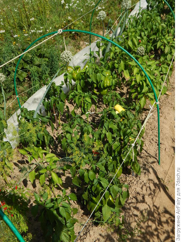 Утомленные жарой перчики, 16 августа