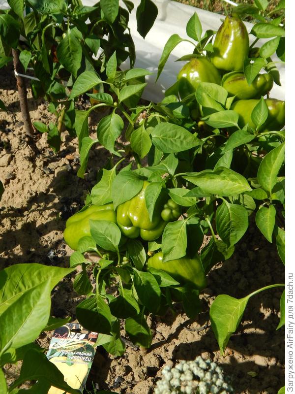 &#39;Европеец F1&#39;: до 7 плодов на кусте (до сбора), 16 августа