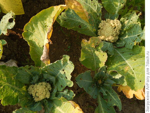 Раскидистая форма листьев, кочаны полностью открыты