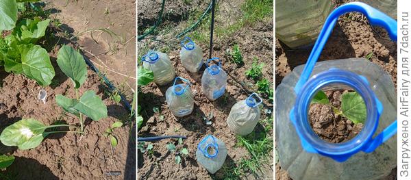 Капустка на второй гряде, 27 июня