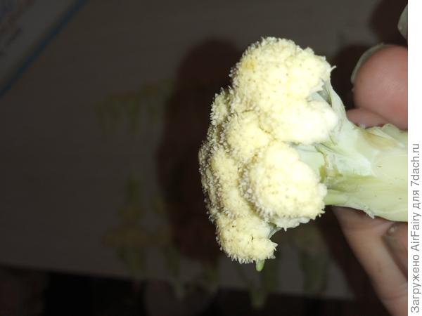 Капустный стручок