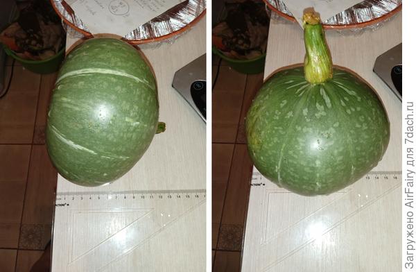 Тыква 'Ворожея': замеры