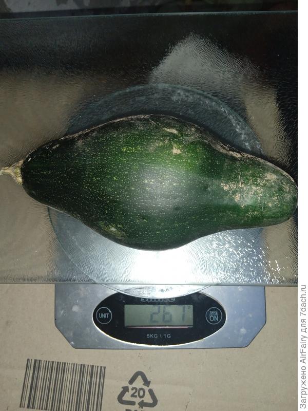 Сентябрьские были немного "бочковатой" формы