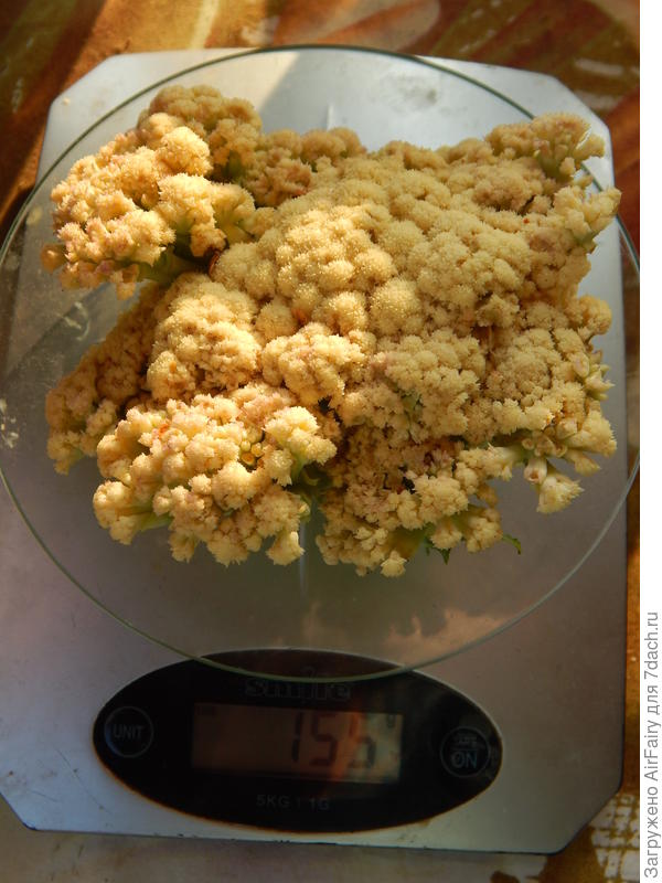 Самый "мясистый"