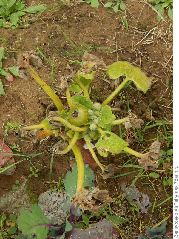 Тыква 'Ворожея', 25 сентября