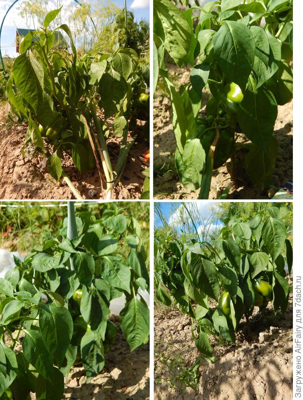 &#39;Рыжик F1&#39;: ~3 -4 плода на кусте (до сбора), 16 августа