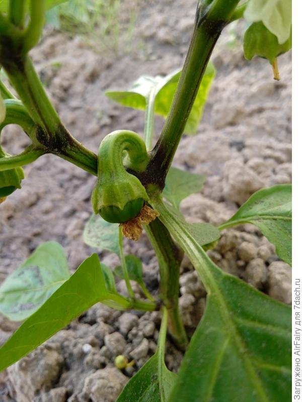 &#39;Золото героя&#39;