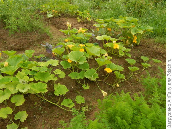 Тыквенная грядка, 9 августа