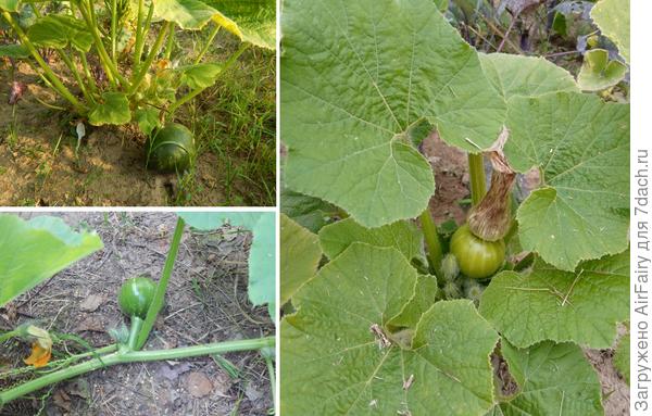 Тыква 'Ворожея', август - сентябрь