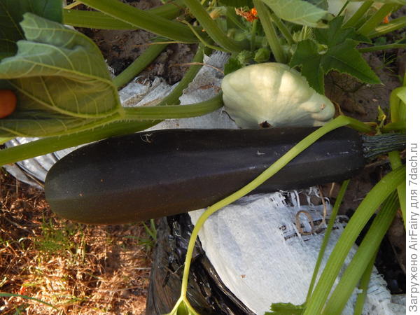 Кабачок 'Стахановец' перед снятием