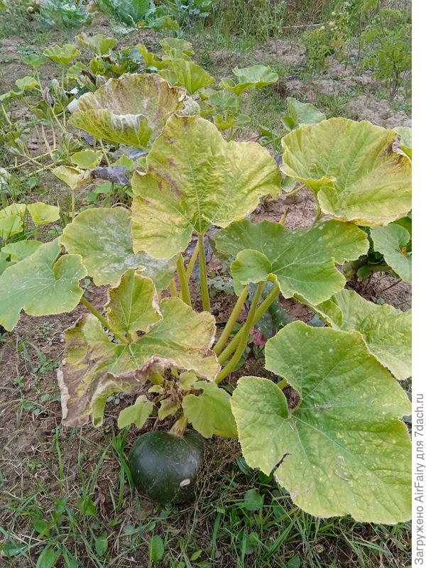 тыква 'Ворожея', 10 сентября