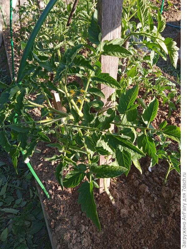 Томат &#39;Красный купол F1&#39;