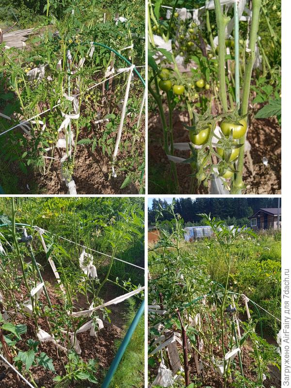 Томат &#39;Арапчонок F1&#39; (#1, #2, #3, 2 гряда), 30 июля