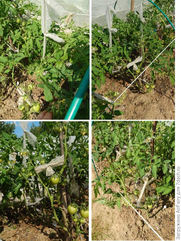 Томат "Мон Амур" (#1, #2, #,3, #4, 1 гряда), 28 июля