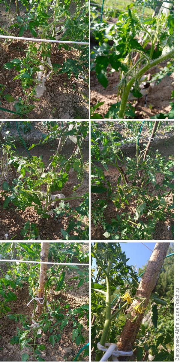 Томат "Мон Амур" (#1, #2, #,3, #4, 1 гряда), 8 июля