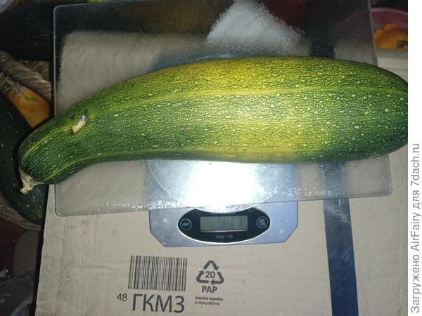 Снятый в августе кабачок, 29 октября