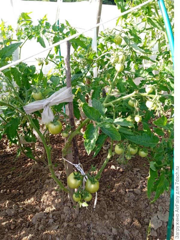 Томат 'Как на подбор'