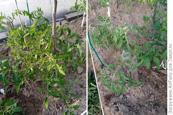 Томат &#39;Как на подбор&#39; (#1 и #3, гряда 1), 2 июля