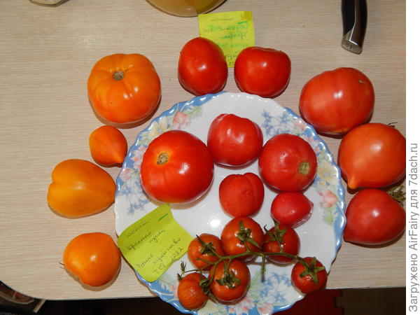 Томатное ассорти, 26 сентября