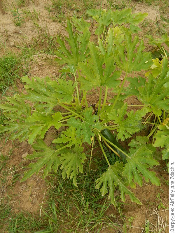 Кабачок 'Стахановец', 10 сентября