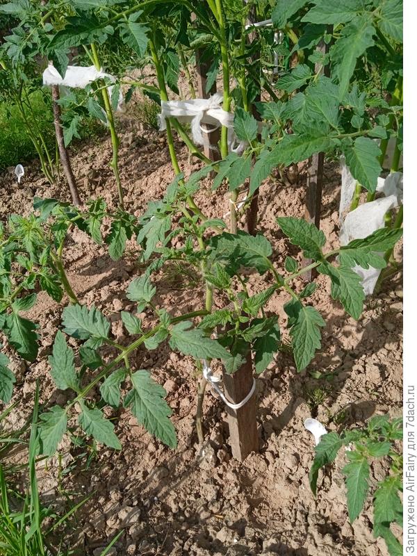 Томат &#39;Янтарный купол F1&#39; (#1, 2 гряда), 8 июля