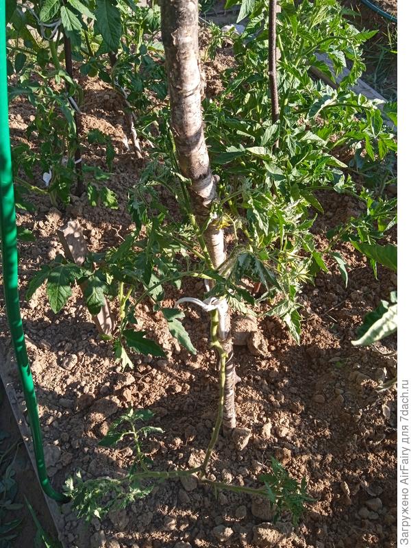 Томат  (#4, 2 гряда), 1 июля