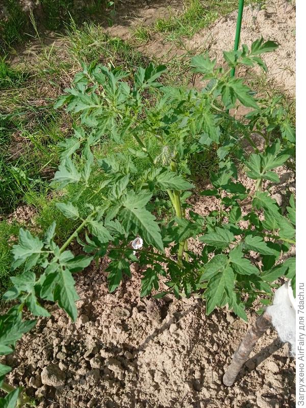 Томат &#39;Арапчонок F1&#39; (#2, 2 гряда), 8 июля