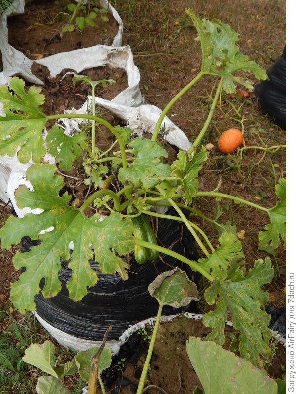 Кабачок 'Стахановец', 25 сентября