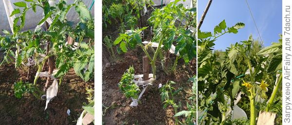 Томат &#39;Красный купол F1 (#3, #2, гряда 1), 9 июля