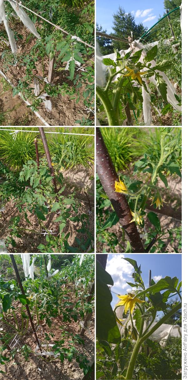 Томат &#39;Красный купол F1&#39; (#1, #2, #3, 2 гряда), 8 июля