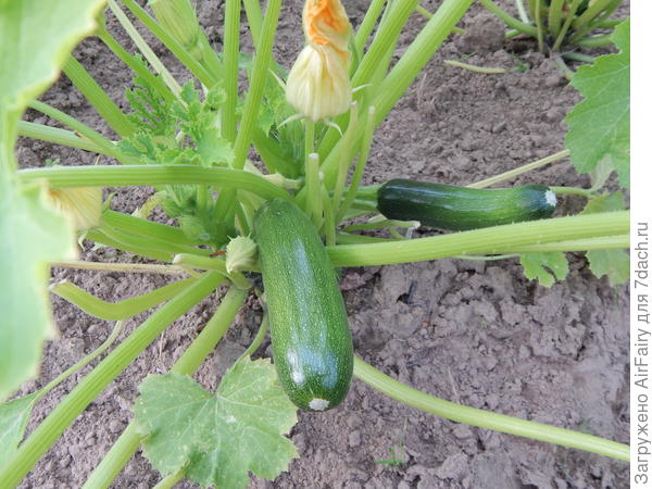 Кабачок 'Стахановец', 1 августа