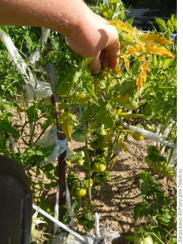 Томат &#39;Красный купол F1&#39; (#3, 2 гряда), 7 августа