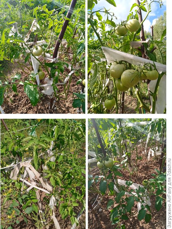 Томат &#39;Красный купол F1&#39; (#3, #4, #5, 2 гряда), 30 июля