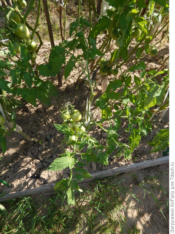 Томат &#39;Как на подбор&#39; (#4, гряда 2), 17 августа
