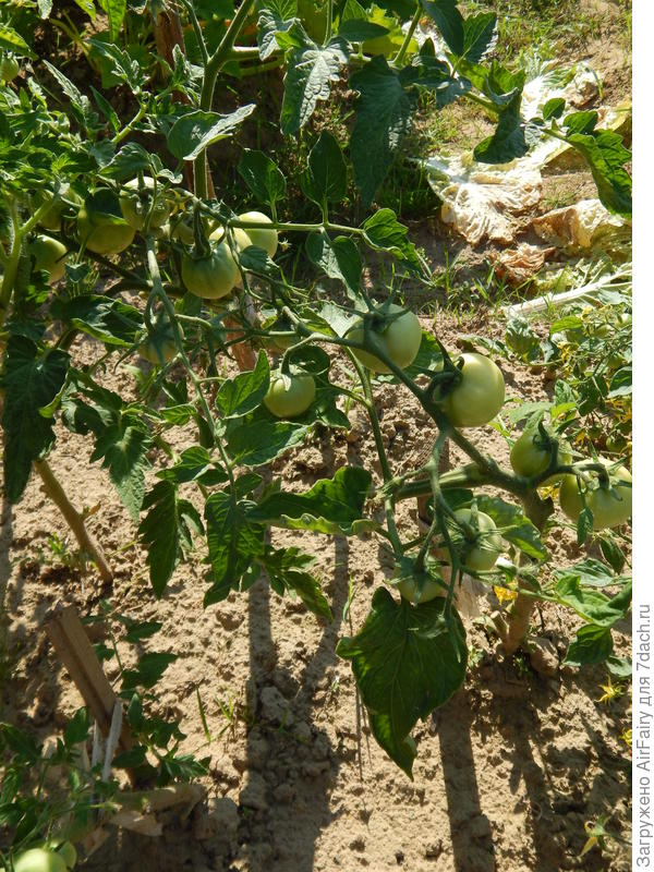 Томат &#39;Как на подбор&#39; (#5, гряда 3), 17 августа