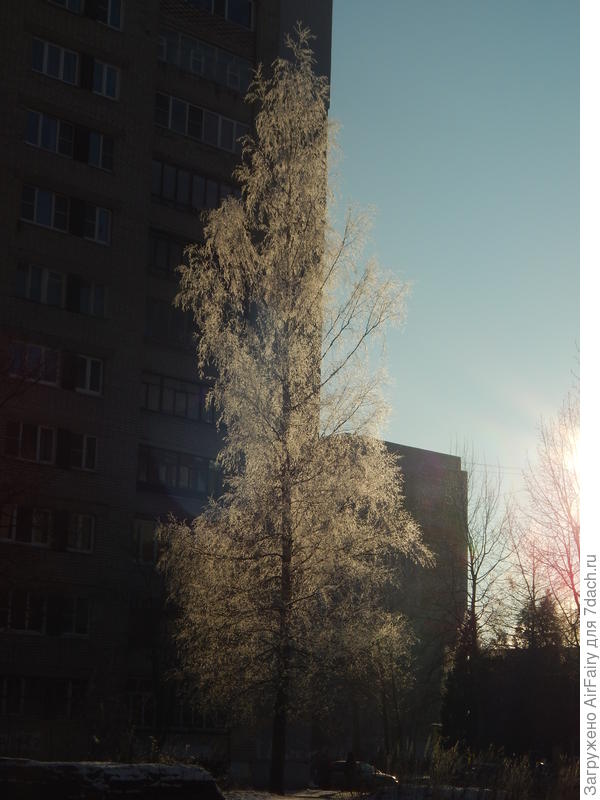 Белая береза, правда, под соседским окном:-)