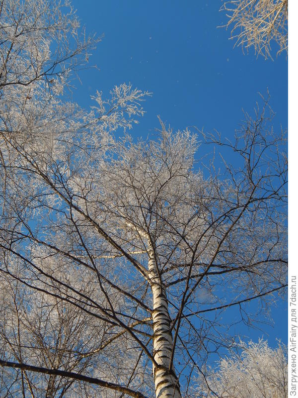 Белоснежная высь