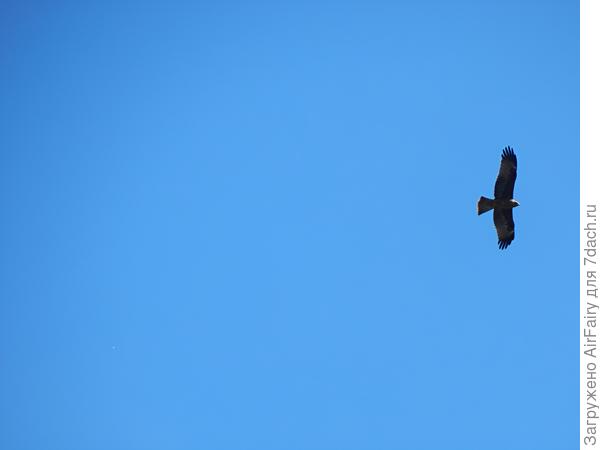Черный коршун