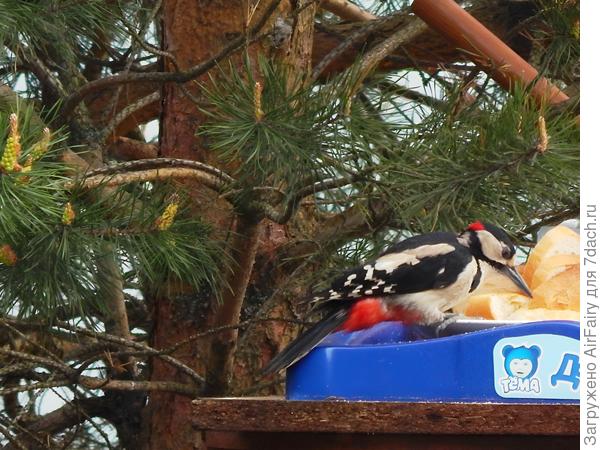 Большой пестрый дятел