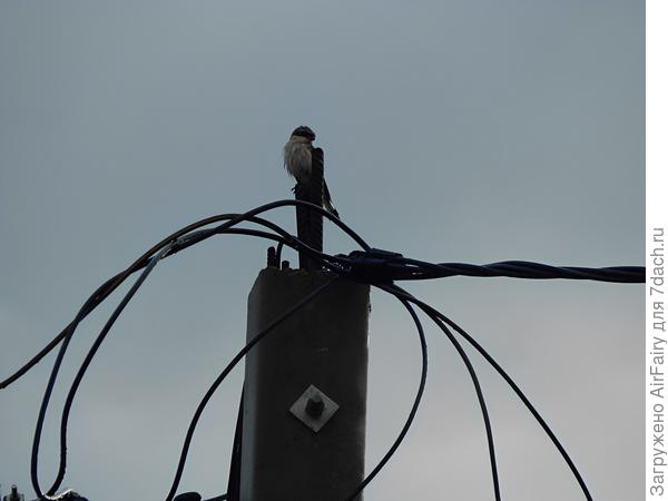 Сорокопут серый