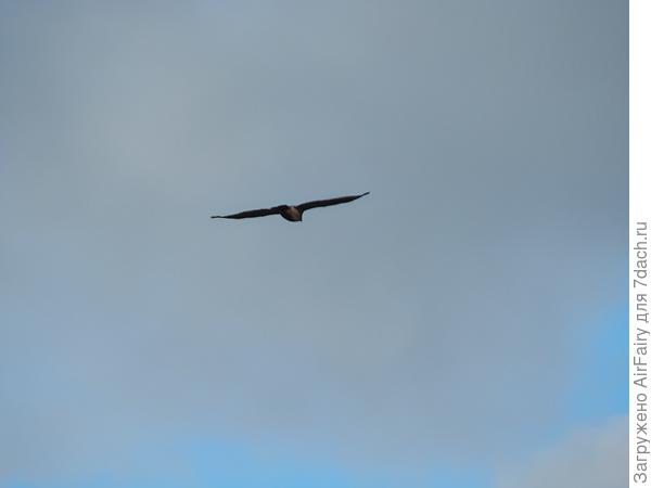 Болотный лунь (самка)