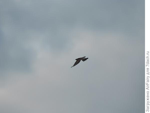 Черный коршун