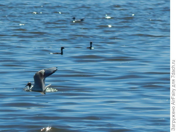 Чайка на фоне бакланов