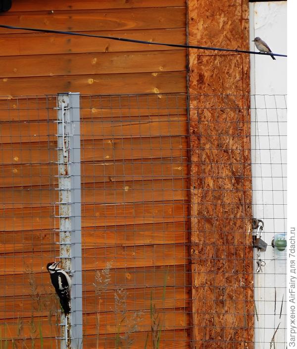 Похож на малого черного дятла в компании славки