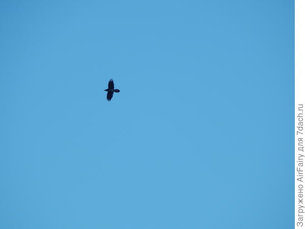 Ворон (Кор-Карыч)