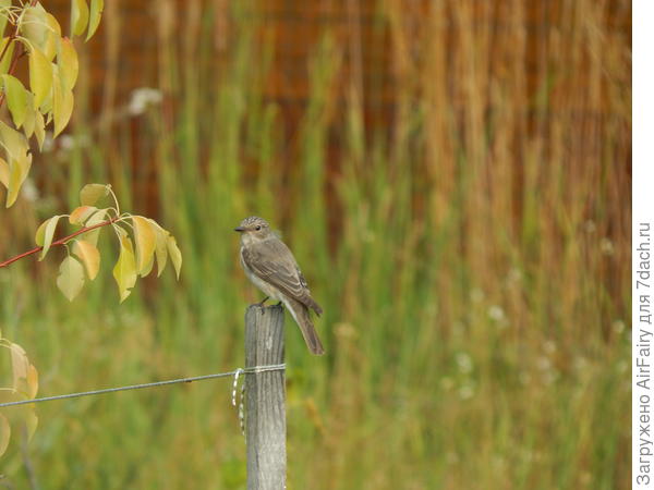 Серая мухоловка