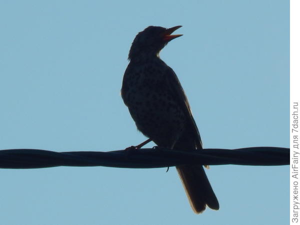 Певчий дрозд